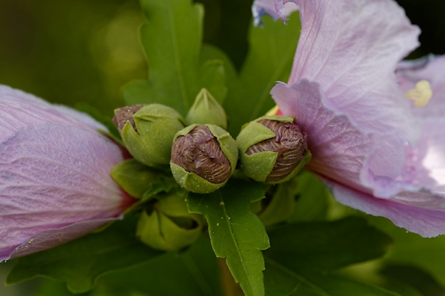 Jardin des Impressionnistes-140